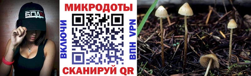 Псилоцибиновые грибы Psilocybe  Щёлкино 